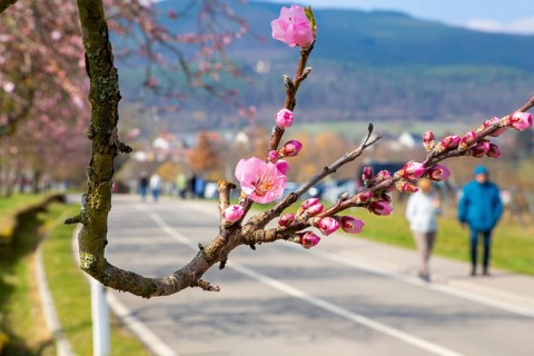 Close-up of a blossoming almond tree on the Almond Mile in Edenkoben (Palatinate)