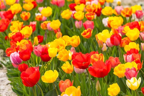 Colourful blooming tulips (tulpia) in a field for self-cutting flowers in Katzenberg, Nossen,