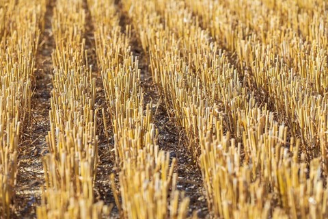 Stubble field, harvested grain field, Saxony, Germany, Europe