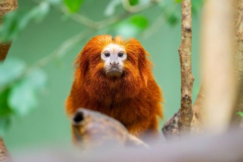 Golden lion tamarin (Leontopithecus rosalia), climbing on a tree, captive, Germany, Europe