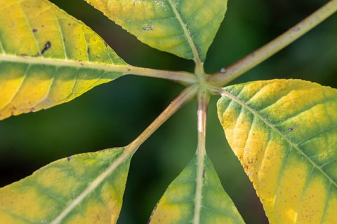 Shrub chestnut (Aesculus parviflora, autumn foliage, Speyer, Rhineland-Palatinate, Germany, Europe