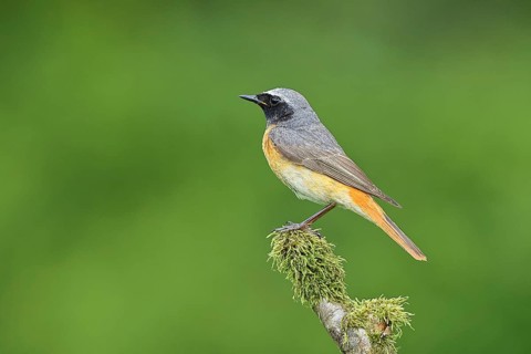 Redstart (Phoenicurus phoenicurus), Bird of the Year 2025, male on mossy branch, songbird,