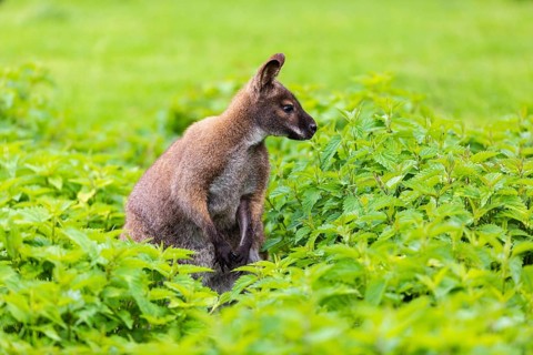 Red-necked wallaby or Bennett's wallaby (Macropus rufogriseus) sits amidst of a field of stinging