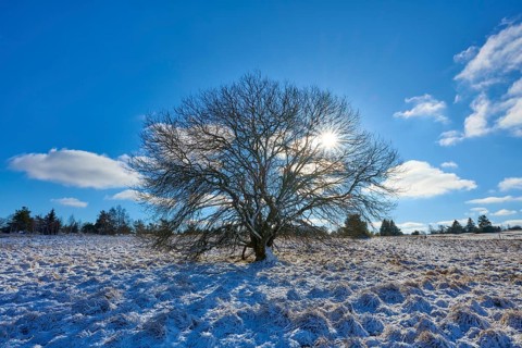 A single standing tree on a snow-covered landscape under a clear sky, winter, Oberelsbach, Lange