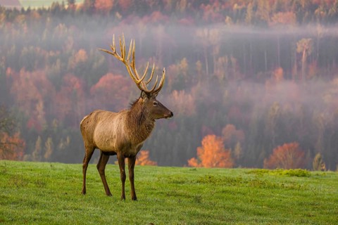 An Altai maral stag, Altai wapiti or Altai elk (Cervus canadensis sibiricus) stands on a meadow in