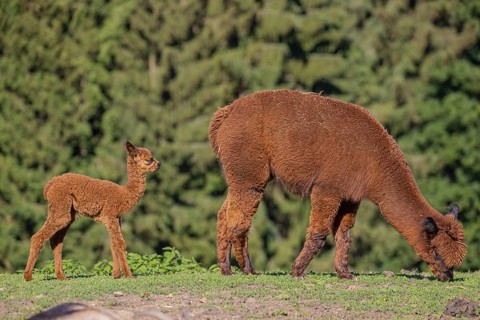 Brown female Alpaca (Vicugna pacos) with her newborn standing in green grass, with a green forest