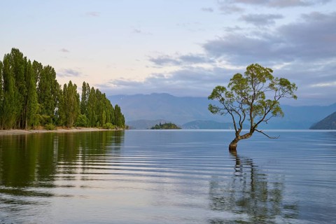 A tree in the calm waters of a lake, surrounded by mountains, summer, Lake Wanaka, Wanaka, Otago,