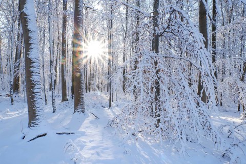 Beech woodland (Fagus sylvatica), trees and undergrowth covered in hoarfrost and snow in winter,