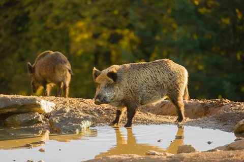 A wild boar or wild pig (Sus scrofa), drinks water from a small pool, In the background you can see