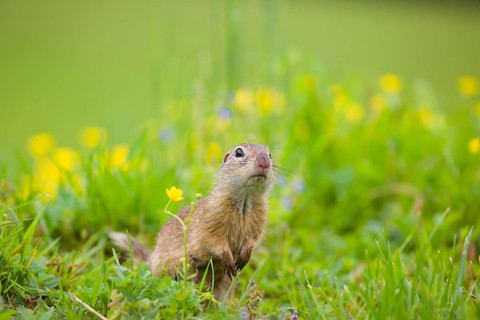 An adult European ground squirrel (Spermophilus citellus) or European souslik sits in green gras