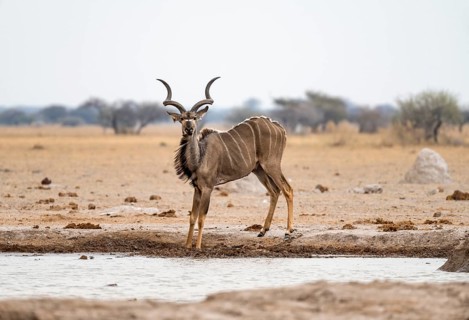 Greater kudu (Tragelaphus strepsiceros), adult male at the waterhole, Nxai Pan National Park,
