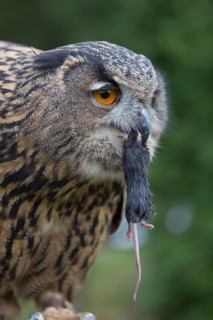 Portrait of an Eurasian Eagle Owl, Bubo bubo. Swallowing a dark grey mouse. Green vegetation in the