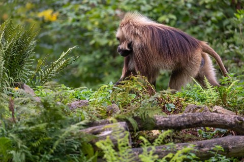 One adult male Gelada (Theropithecus gelada), or bleeding-heart monkey walking through riverine