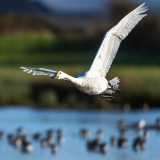 Tundra Swan, Bewick's Swan, Cygnus columbianus in flight at winter in Slimbridge, England, United