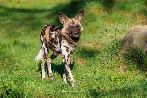 An African Wild Dog, Lycaon pictus, runs across a green meadow in bright sunlight