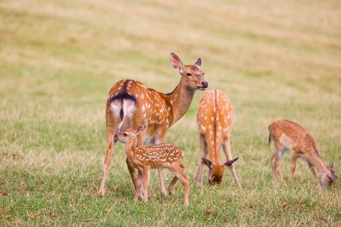 A Dybowski calf (Cervus nippon hortulorum) stands close to its mother in a green meadow and