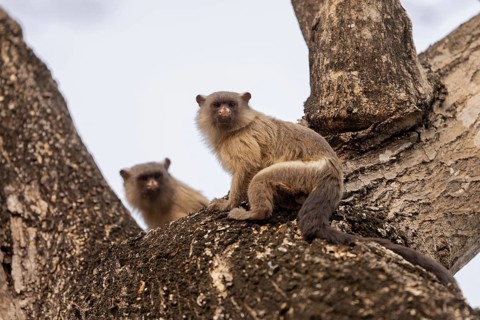 Black-tailed marmoset (Mico melanurus), on branch, Pantanal, Brazil, South America