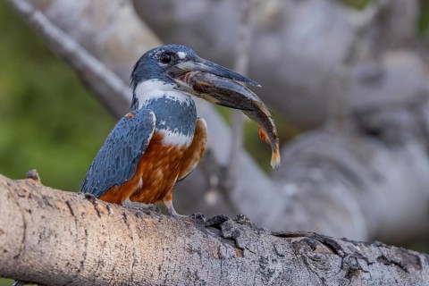 Red-breasted Kingfisher (Megaceryle torquata), on branch, eating fish, Rio Claro, Pantanal, Brazil,