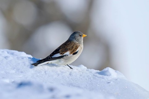 Snowfinch (Montifringilla nivalis), standing on a snow-covered hill with blurred background, Gemmi