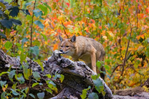 One golden jackal (Canis aureus) stands on a fallen tree trunk. Behind him is a tree in intense