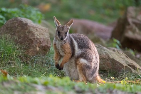 One yellow-footed rock-wallaby (Petrogale xanthopus), or ring-tailed wallaby sitting on grass