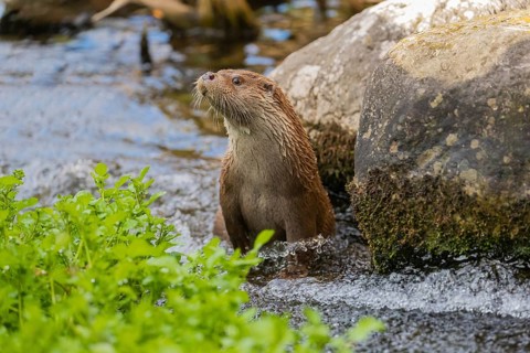 One Eurasian otter (Lutra lutra) walking upstream in the water of a shallow creak between a log and