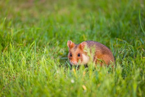 A European hamster (Cricetus cricetus), Eurasian hamster, black-bellied hamster or common hamster,