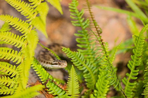 One Vipera berus, the common European adder or common European viper, creeps over rocks and hides