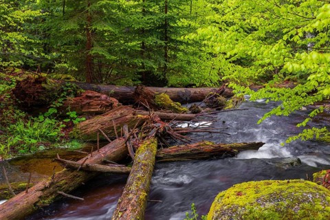Kleine Ohe creek below Waldhaeuser village in the Bavarian Forest Nationalpark. Flowing water,