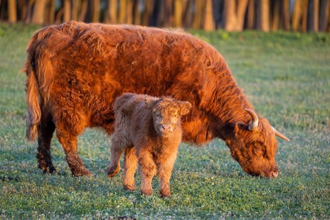 A highland cow (Bos primigenius taurus) suckles her calf