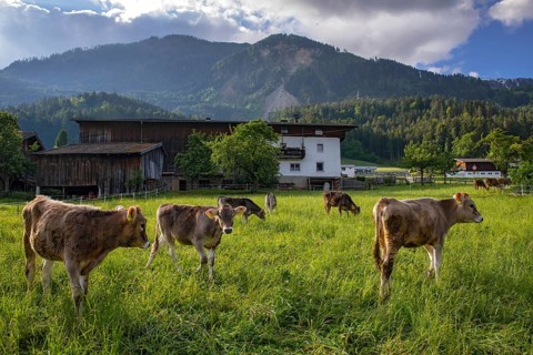 Calves grazing in front of a farm, Schwaz, Tyrol, Austria, Europe