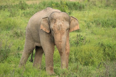 Indian elephants (Elephas maximus indicus), Khiri Khan, Hua Hin, Kui Buri National Park, Thailand,
