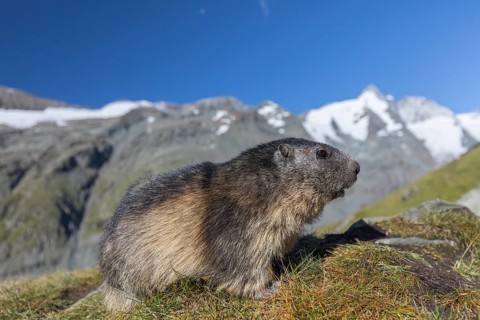 One Alpine Marmot, Marmota marmota, portrait in early morning light. Green grass in front and
