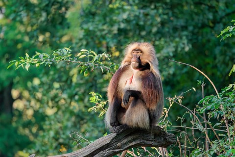 An adult male Gelada (Theropithecus gelada), or bleeding-heart monkey sits in beautiful light on a