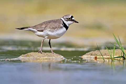 Little Ringed Plover (Charadrius dubius), standing in silt, Aue nature reserve, Reussegg, Sins,