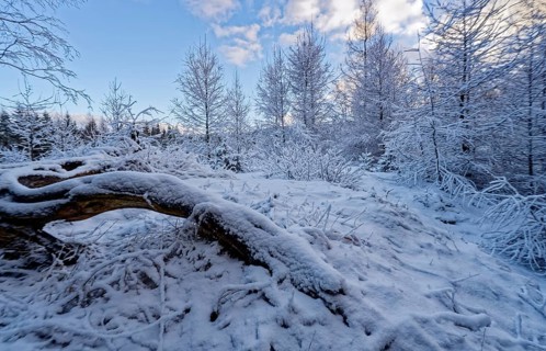 Snow covers trees and the forest floor in the winter landscape near Szklarska Poreba, Mirsk