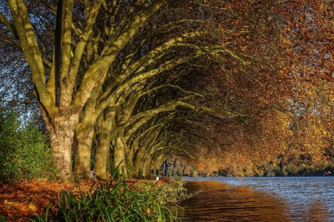 Essen, North Rhine-Westphalia, Germany - Golden autumn on Lake Baldeney