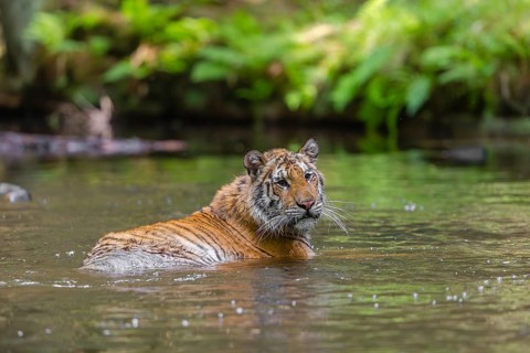 One young female Siberian Tiger, Panthera tigris altaica, lying resting in the cool fresh water of