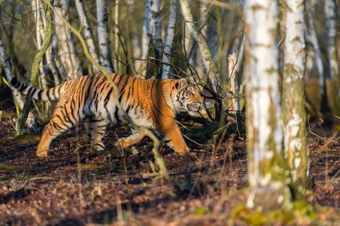 One young female Siberian Tiger, Panthera tigris altaica, running thru a birch tree forest. Early