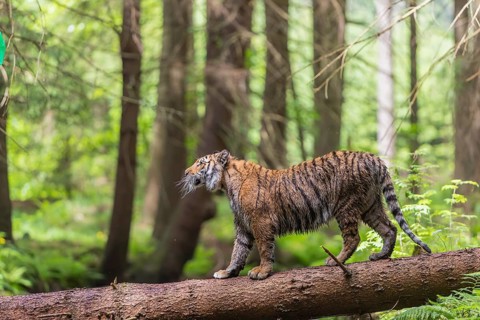 One young female Siberian Tiger, Panthera tigris altaica, crossing a creek deep in a forest over a