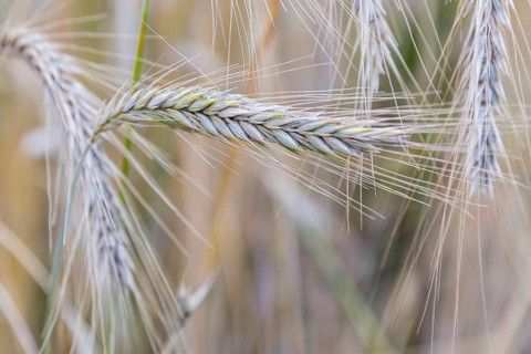 Winter rye (Secale cereale), ear, Burggarten Cadolzburg, Bavaria, Germany, Europe