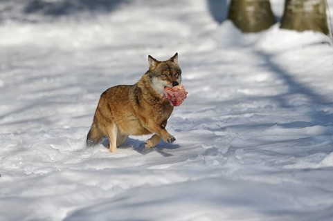 A wolf carries a piece of meat in its mouth through the snowy ground, Eurasian wolf (Canis lupus