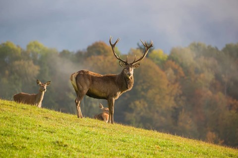 A red deer stag (Cervus elaphus) and two hinds are standing in a meadow in hilly terrain. A forest