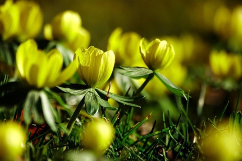 Winter aconites in a meadow, winter, Germany, Europe