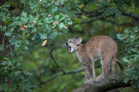 One young cougar, Puma concolor, standing on a big branch high up in an oak tree. Yawning