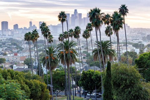 Los Angeles skyline with palm trees and downtown at sunset in California in Los Angeles, USA, North