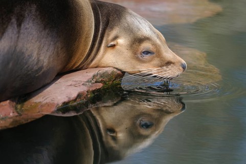 A sea lion lies on a rock and touches the water with its snout. The calm image conveys relaxation