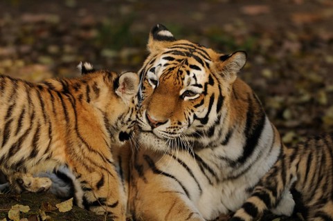 A mother tiger shows affection to her young, loving interaction in a natural environment, Siberian