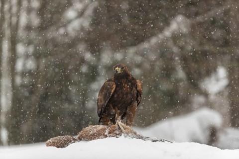 One golden eagle (Aquila chrysaetos) sitting on a carcass of a red fox on a snowy meadow during