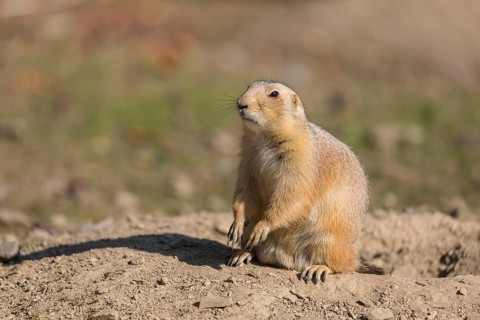 One black-tailed prairie dog sitting on sandy terrain, searching for food on a bright sunny day
